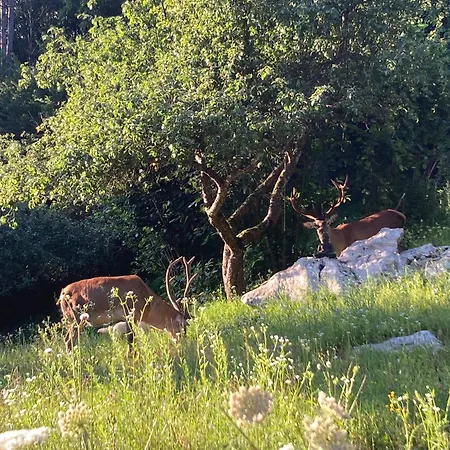 Campsite Shambhala Centrum Lucka