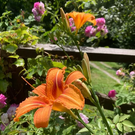 Campsite Shambhala Centrum *