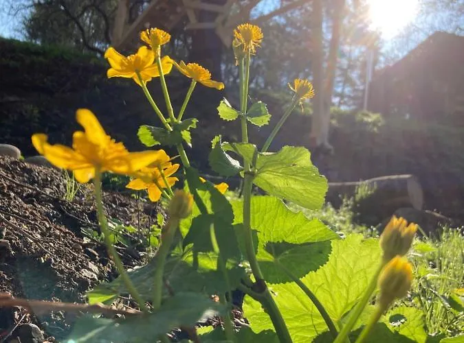 Shambhala Centrum Campingplads *