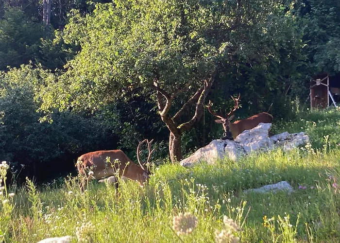 营地 Shambhala Centrum Lucka