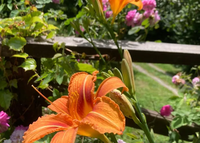 营地 Shambhala Centrum *